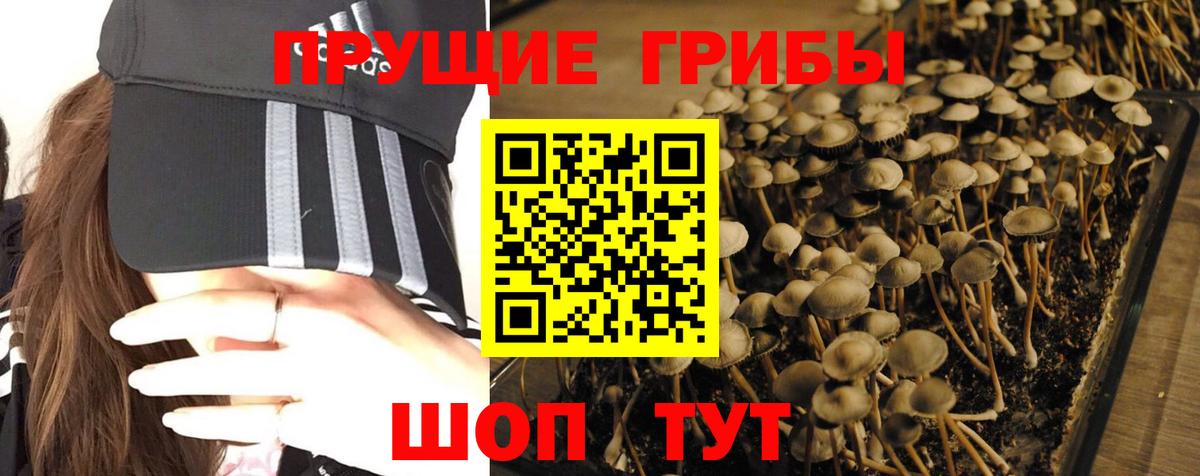 Галлюциногенные грибы Psilocybe  Вход с VPN  Ртищево  Галлюциногенные грибы Cubensis 